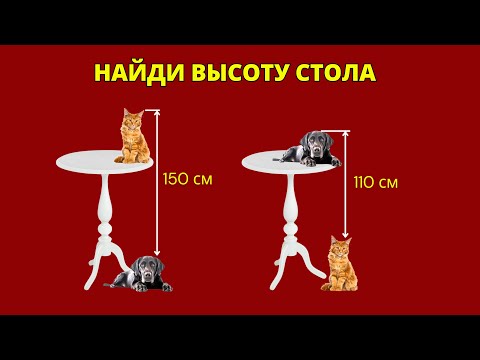 Видео: ЗНАМЕНИТАЯ ЗАДАЧА ПРО КОШКУ С СОБАКОЙ!