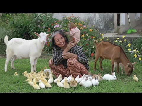 Видео: Ламбо-обезьянка и бабушка заботятся о животных, выращивают растения и собирают урожай.