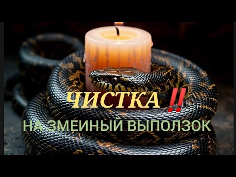 Видео: 🔥ЧИСТКА‼️НА ЗМЕИНЫЙ ВЫПОЛЗОК💯