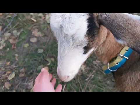 Видео: І Крістіна назбирала, щей більше чим ми 😃. Наші кози, ще ті КОЗИ😅