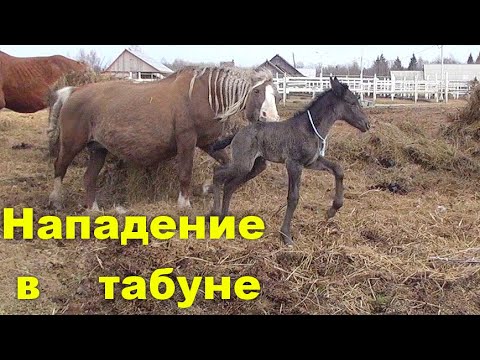 Видео: Возвращение лошади с жеребенком в табун. Троя.