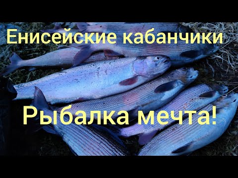 Видео: Енисей, рыбалка на Хариуса, Форель! попал под раздачу!!!