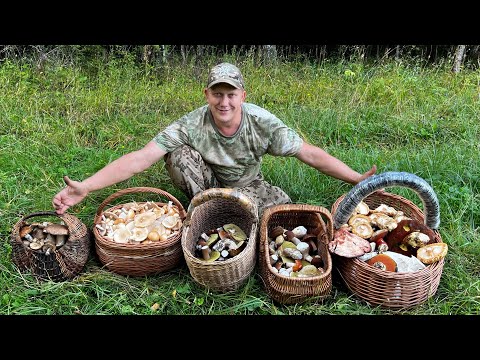 Видео: БОЛЬШОЕ ПУТЕШЕСТВИЕ ЗА ГРИБАМИ ! БЕЛЫЕ ГРИБЫ ТОЛКАЧИКИ И ДУБОВИКИ И ГРУЗДИ ! Грибы  2024 !