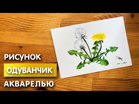 Видео: Как нарисовать одуванчик карандашом и акварелью начинающим | Рисунок поэтапно и легко для детей