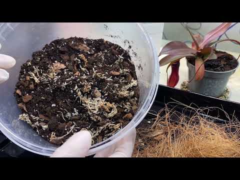 Видео: Пересадим Непентес 🤗#90