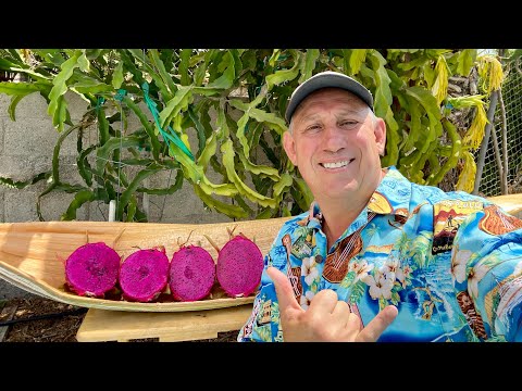 Видео: Обновление Dragon Fruit Orchard за октябрь 2025 г.