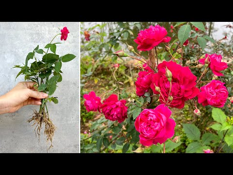 Видео: Попробуйте черенковать розы таким образом, и случилось непредвиденное