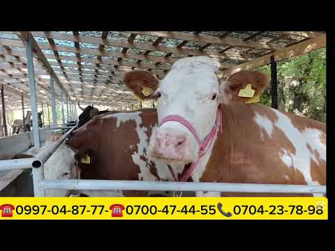 Видео: МОЩНЫЙ УЙЛАР ЧЫКТЫ САТУУГА КӨРҮҢҮЗ СААН БООЗ КУНАЖЫНДАР БУКАЛАР ТАЗА ШВИЦТЕР 