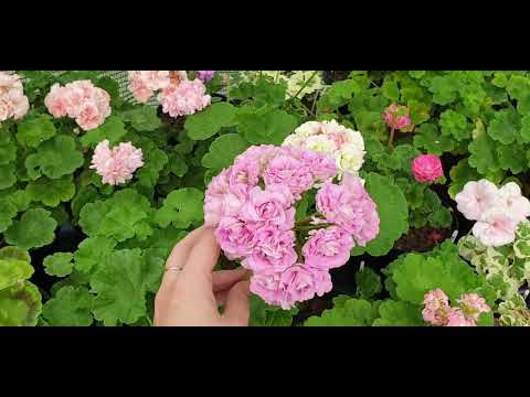 Видео: Обзор пеларгоний