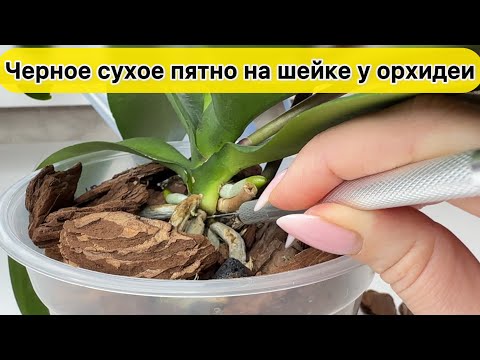 Видео: Черная гниль на шейке у орхидеи