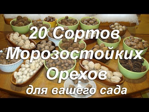 Видео: Описание сортов морозостойких орехов