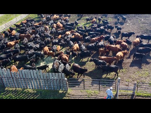 Видео: Настоящее разведение крупного рогатого скота!