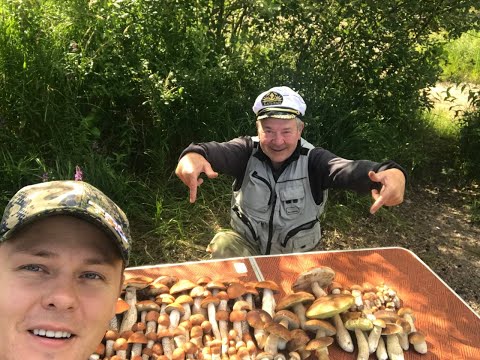 Видео: Грибы белые и красные и их много и в основном чистые. Всеволожский район. #грибы #лес #природа