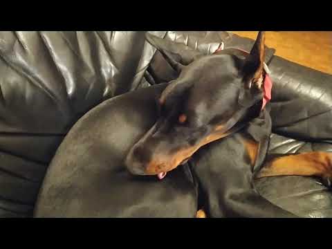 Видео: НЕ ДЛЯ СЛАБОНЕРВНЫХ | ХОЧУ ДОБЕРМАНА