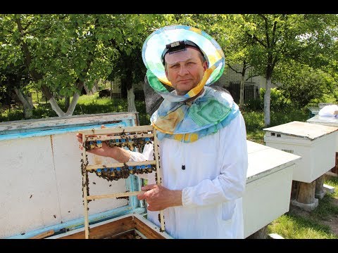 Видео: Выведение маток | Раздача маточников