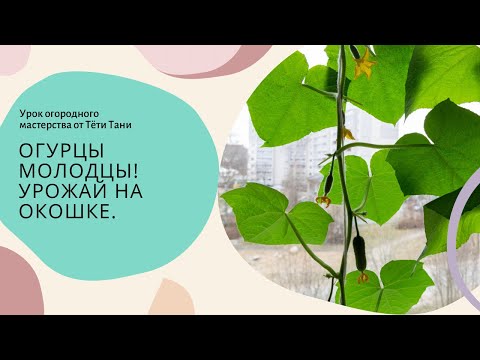 Видео: Огурцы молодцы. Урожай на окошке. 