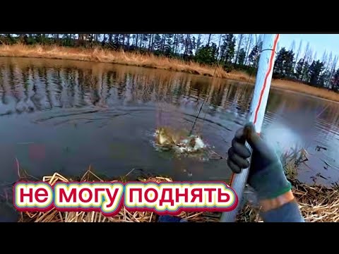 Видео: Начался нерест рыбы очень много. Рыбалка на паук. #рыбалка #fishing #낚시 #рыбалканаозере #кино