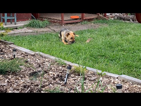 Видео: Дачные выходные. Всё как всегда.