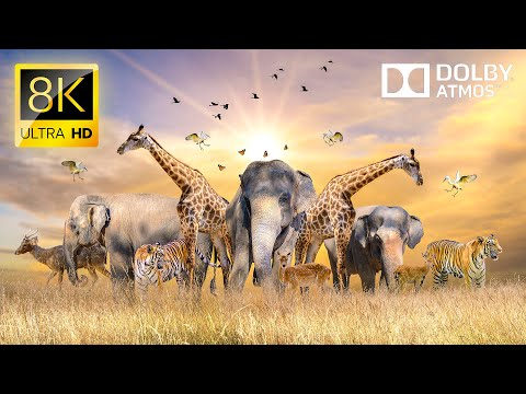 Видео: 8K ВИДЕО О ЖИВОТНЫХ: Будущее Документальных Фильмов о Природе 8K ULTRA HD #8K #ANIMAL