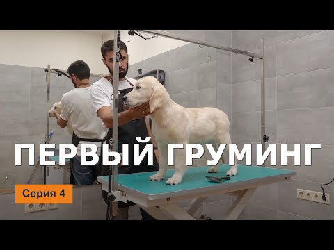 Видео: ЩЕНОК В ГОРОДЕ - 4 серия / Первый груминг