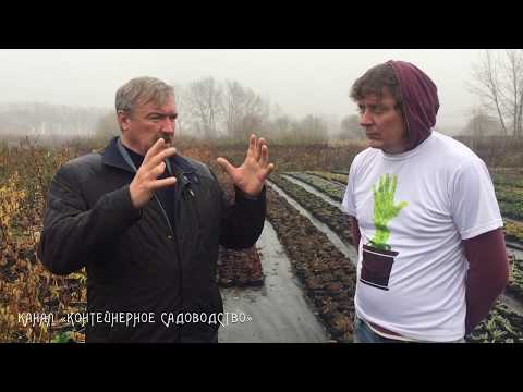 Видео: Зизифус подготовка к зиме