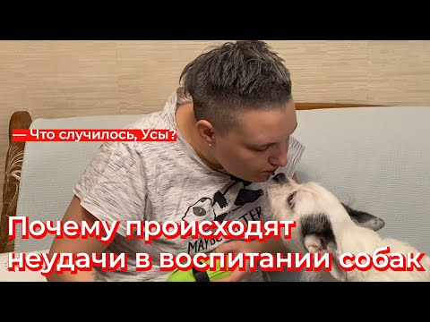 Видео: Что случилось, Усы? Почему происходят неудачи в воспитании собак