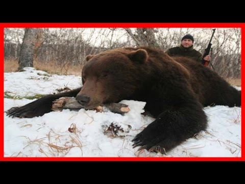 Видео: Бой с медведем / Рассказ из первых уст бывалого ОХОТНИКА