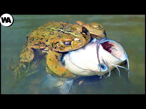 Видео: Лягушка Пытается Спариться Со ВСЕМ Подряд, Будь Осторожен!