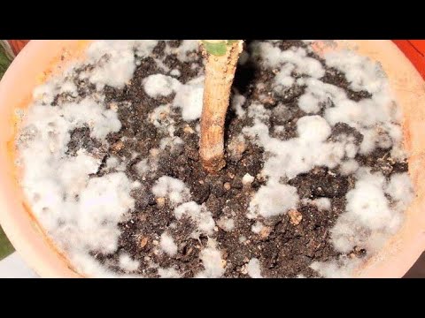 Видео: "Белый мох" и "пушок" на поверхности грунта в цветочках!