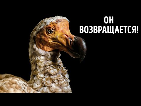 Видео: Они возвращают додо - на этот раз по-настоящему