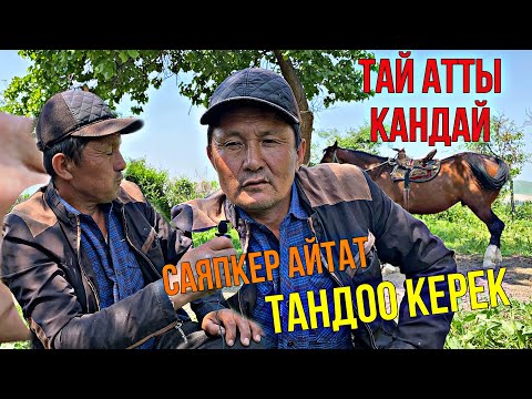 Видео: Жаш Оспурум ТАЙДЫ Кандай ТАНДАШ Керек САЯПКЕРДЕН Кенеш 3-ЧЫГАРЫЛЫШ 11/05/2021