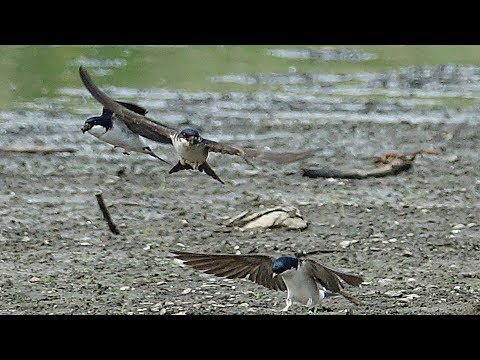 Видео: Jiřička obecná (Delichon urbicum) - sběr materiálu na hnízda Common house martin, Городская ласточка