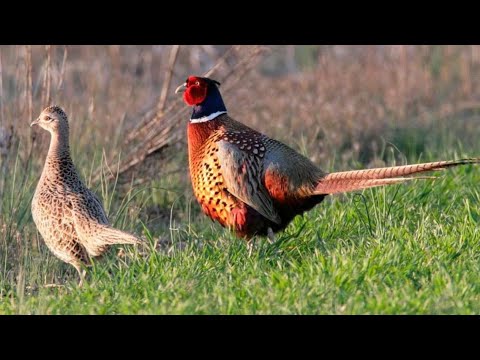 Видео: Охота на фазана. Готовим на природе.