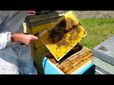 Видео: Работа с пчелами в многокорпусном улье