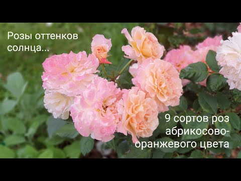 Видео: Абрикосово-оранжевые розы в саду: 9 сортов роз разных оттенков абрикосово-оранжевого цвета