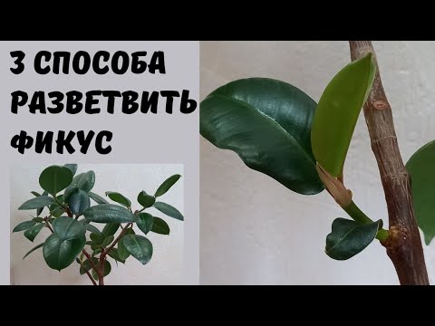 Видео: Как заставить фикус ветвиться.