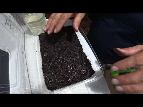 Видео: Картошка садим семена выращиваем рассаду. Растет ли картошка на юге?