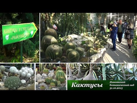 Видео: Кактусы, Никитский ботанический сад