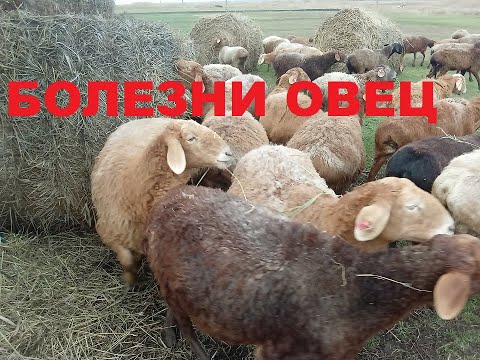 Видео: Болезни овец.