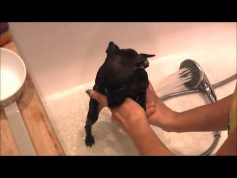 Видео: Как купать щенка левретки