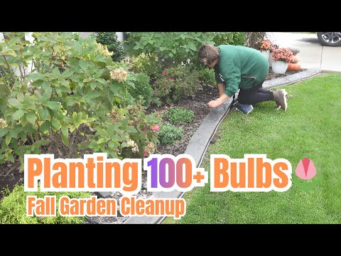 Видео: Посадка более 100 луковиц 🌷 | Осенняя уборка и обновление палисадника в 4K