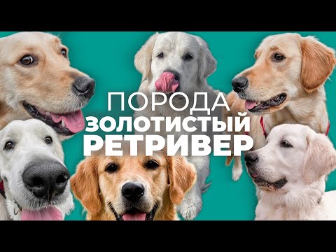 Видео: Золотистый ретривер 🐾 Всё о породе: плюсы, минусы, характер, воспитание