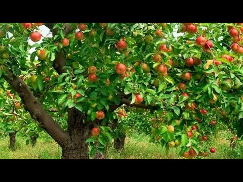 Видео: Август ойида олмани пайванд килиш усули .🍎🍏💥