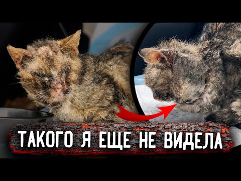 Видео: ШОК😥 У Кота нет 20% кожи. Последствия самовыгула. НЕ для слабонервных. Я сделала все, что смогла🥺
