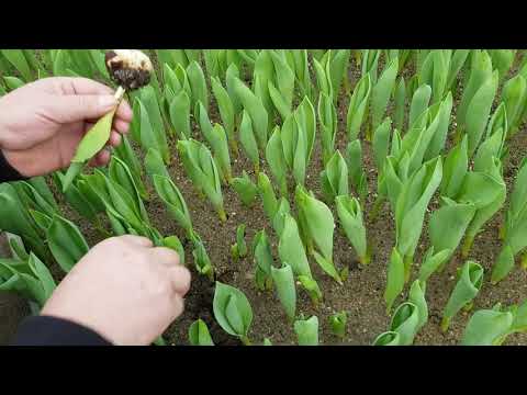 Видео: Выгонка тюльпанов. Теплицы наших клиентов #13