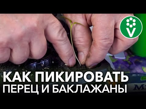 Видео: ПИКИРОВКА ПЕРЦЕВ И БАКЛАЖАНОВ ПОШАГОВО! Методика пикировки от агронома П.Н.Ломоноса