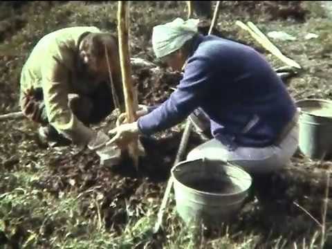 Видео: 1987. Апатиты, Гостилицы, Петродворец