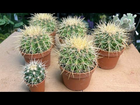 Видео: Эхинокактус Грузони (Echinocactus Grusonii)