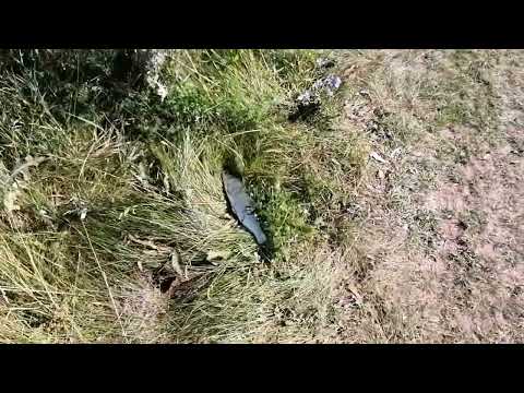 Видео: Рыбалка с рогаткой (рыбное ассорти)