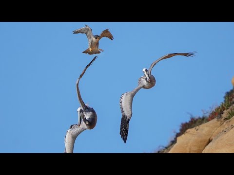 Видео: СОКОЛ САПСАН - Летает Там Где хочет и нападает На Кого Хочет! Неуязвимый небесный снаряд В ДЕЛЕ!